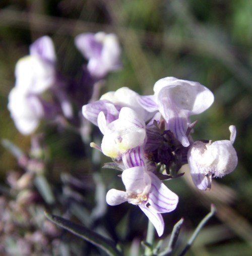 Linaria sff. repens, ID da Marioeffe